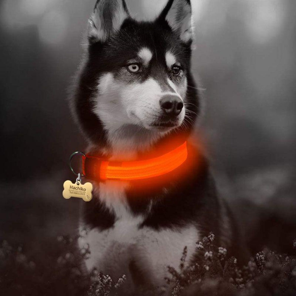 2 PCS LED Dog Collar Set – USB Rechargeable, Nylon, Flashing Safety Collar for Night Walking